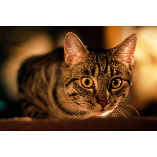 Adams Micro-Pima Tour Shirt