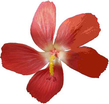 Load image into Gallery viewer, BGProduct6